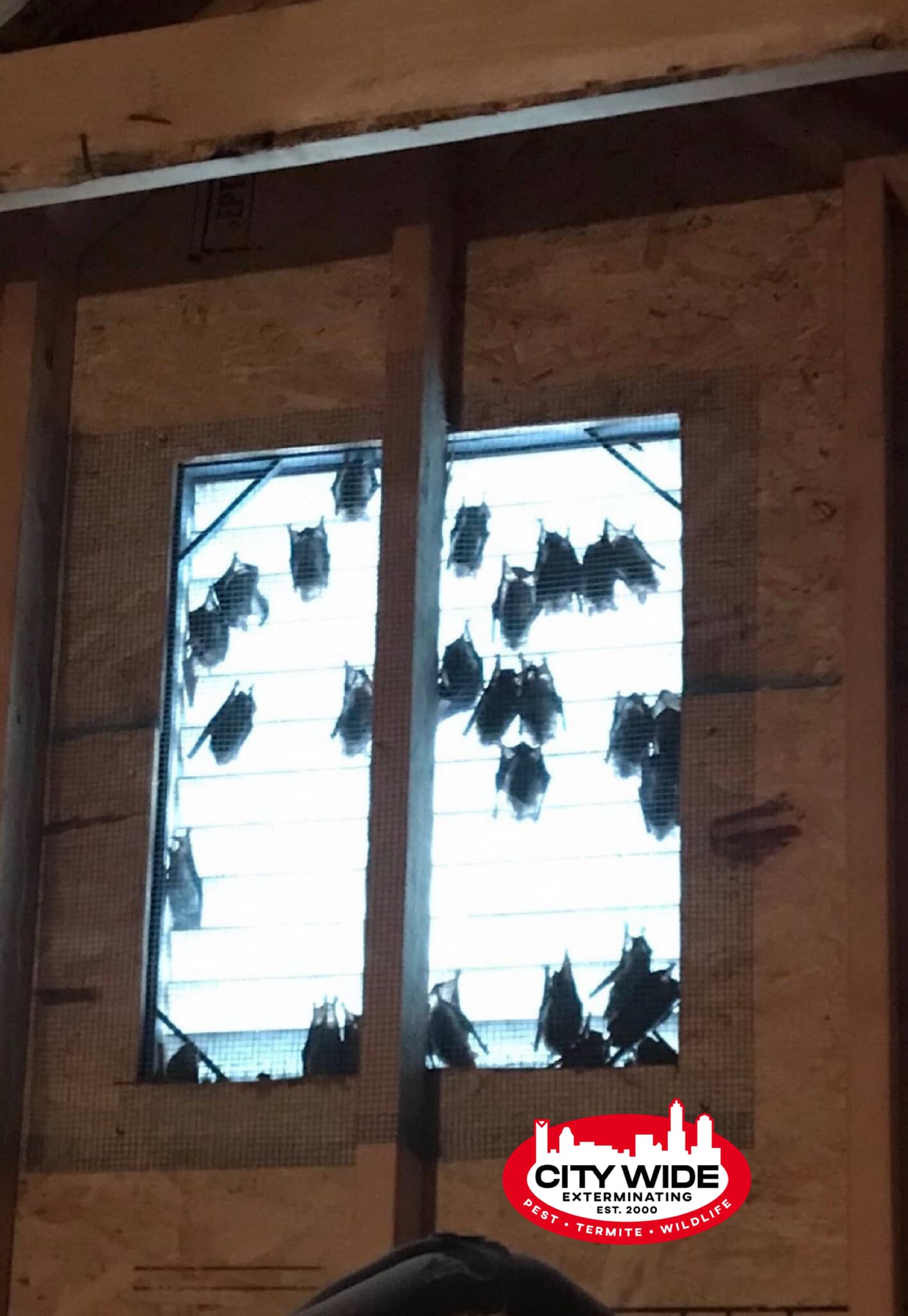 Bats in an Attic